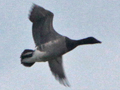 Pale-bellied Brent Goose x Dark-bellied Brent Goose hybrid